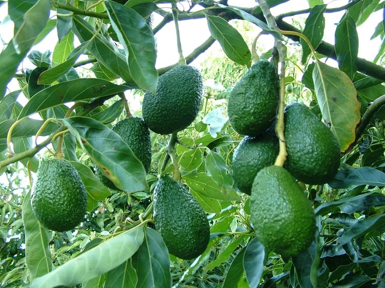 Is Avocado The New Weight Loss Wonder Fruit