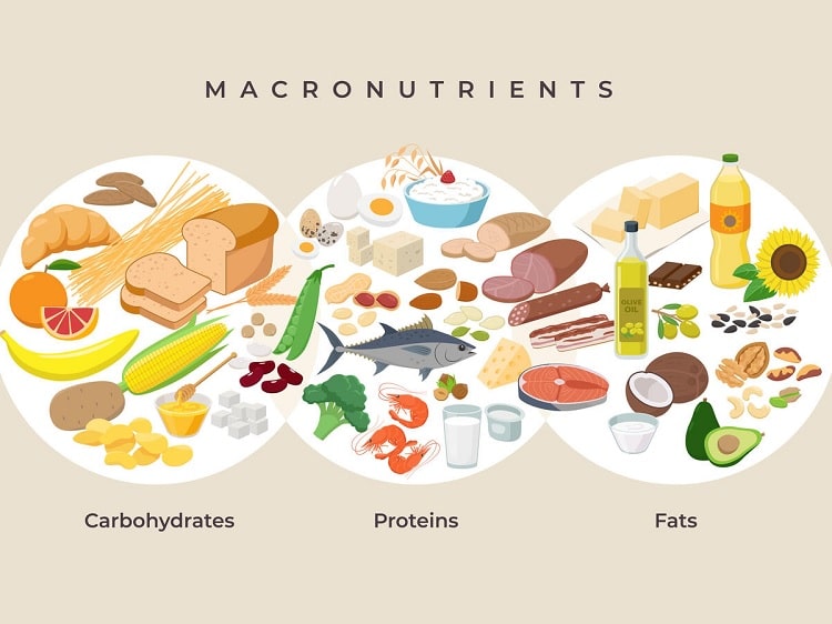 The Best Macros for Weight Loss: How to Track Macros for Fat Loss