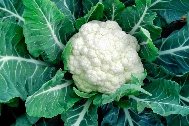 Cauliflower