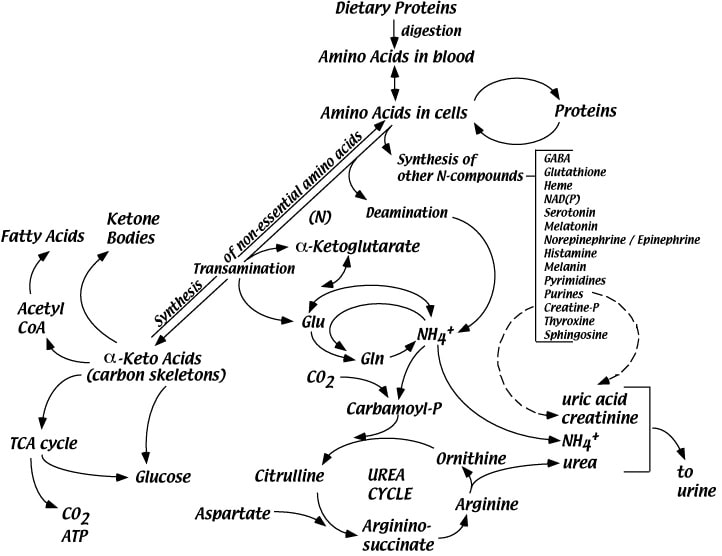 Metabolic Processes and Amino Acids