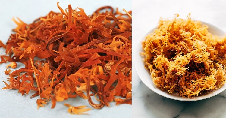 Sea Moss: The New Weight Loss Superfood You Need To Try In 2023