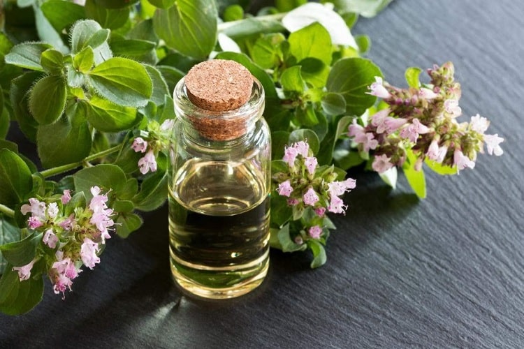 Slimming Secrets Unveiled: The Truth About Oregano Oil and Weight Loss